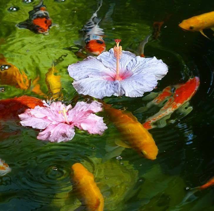 חוות ההיביסקוס