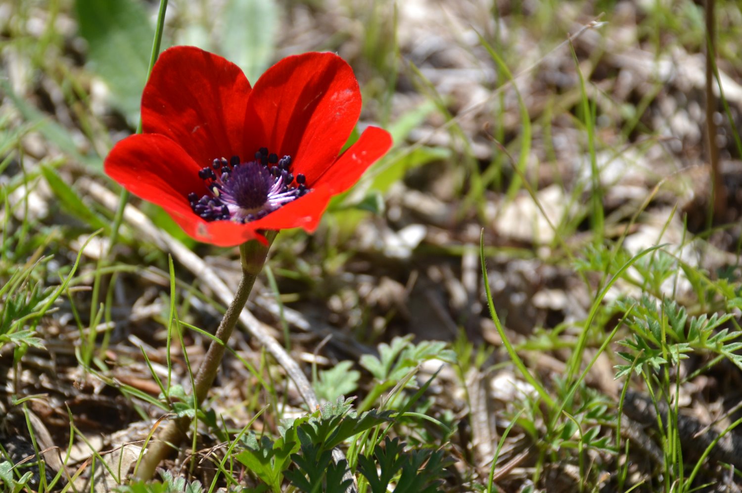 צילום : אלדה נתנאל