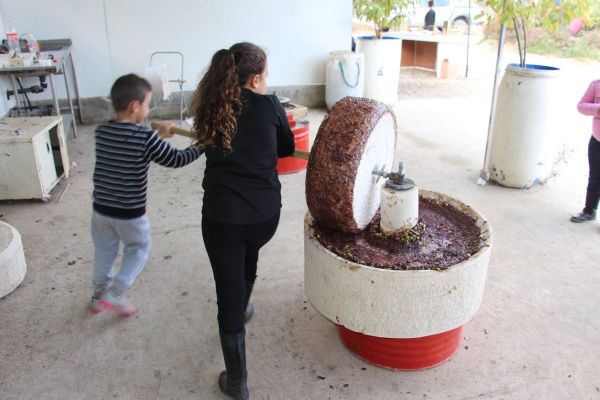 צילום ליבנה