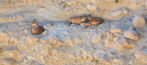 חי רמון- צילום דורון ניסים