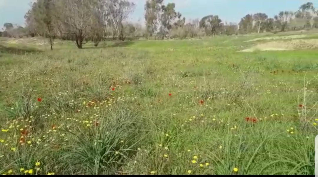 יער בארי צילום חמאד אבו סיאם כבאי קק"ל