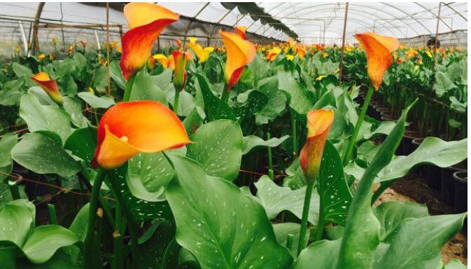 משק וינברגר צילום: הילה מיוחס וינברגר