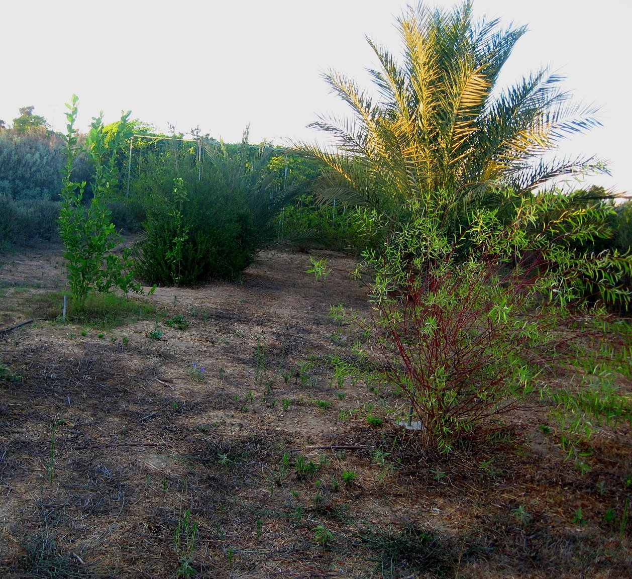 צילום מרים שדה