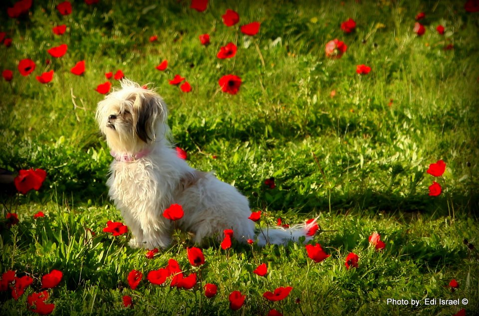 צילום אדי ישראל