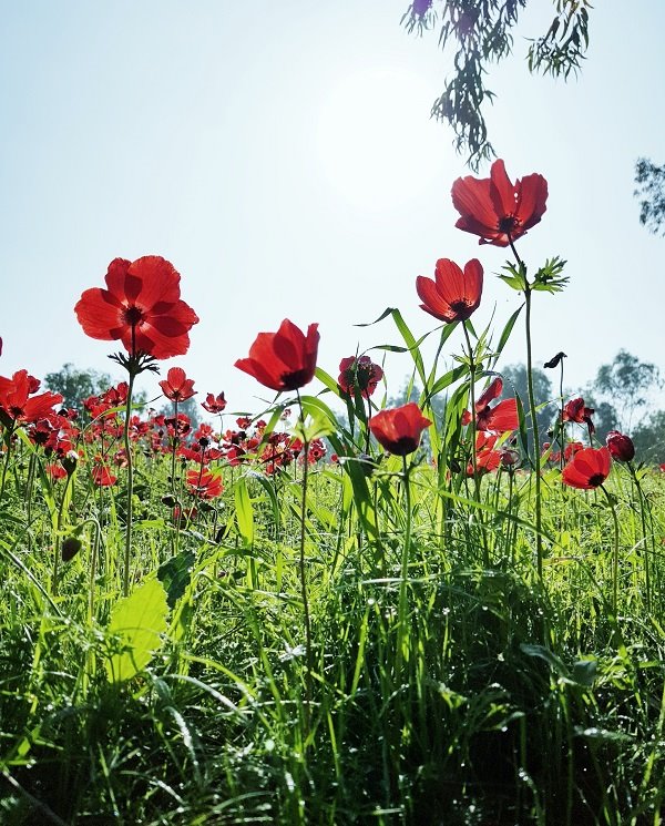 צילום : אלדה נתנאל