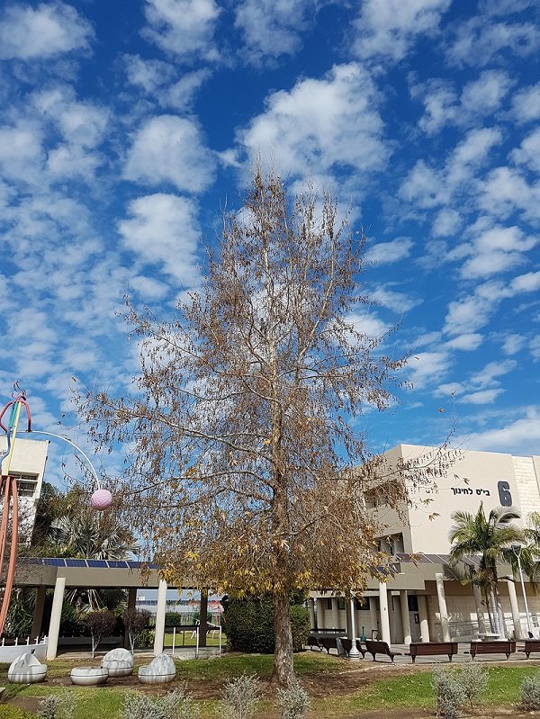 מכללת אחווה צילום דגנית צור