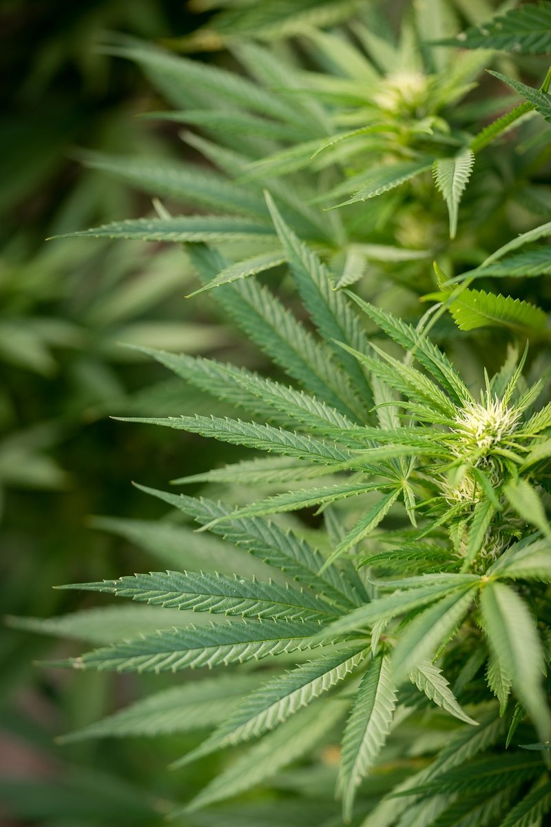 אילוסטרציה