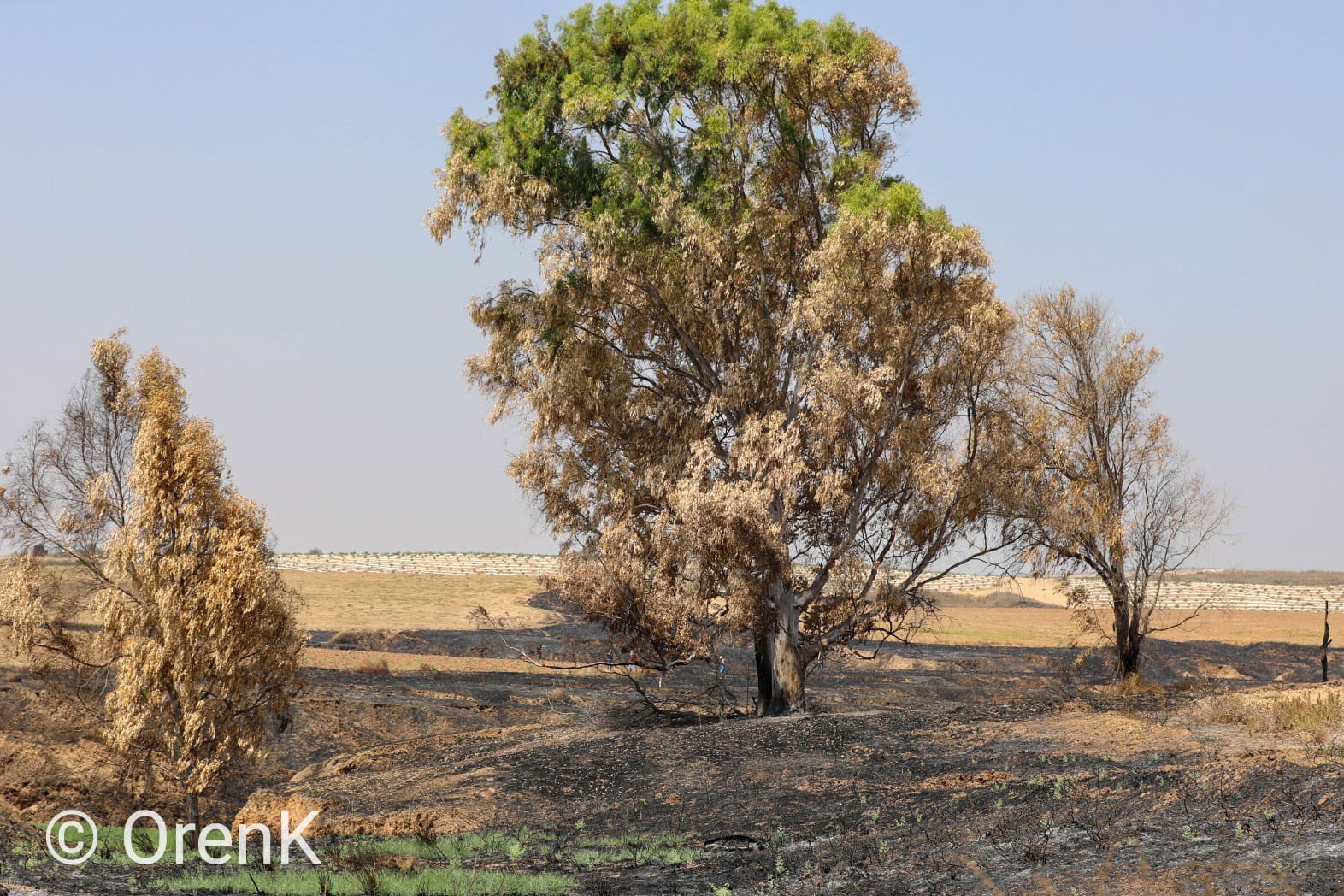 צילום מהשטח