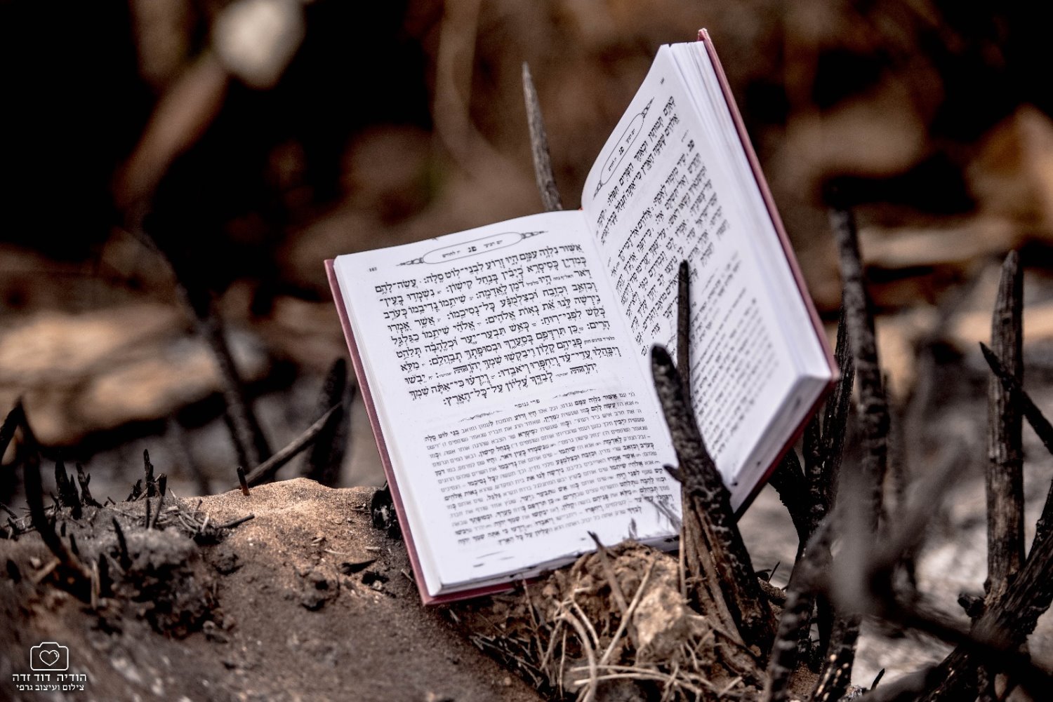 הודיה דוד זדה