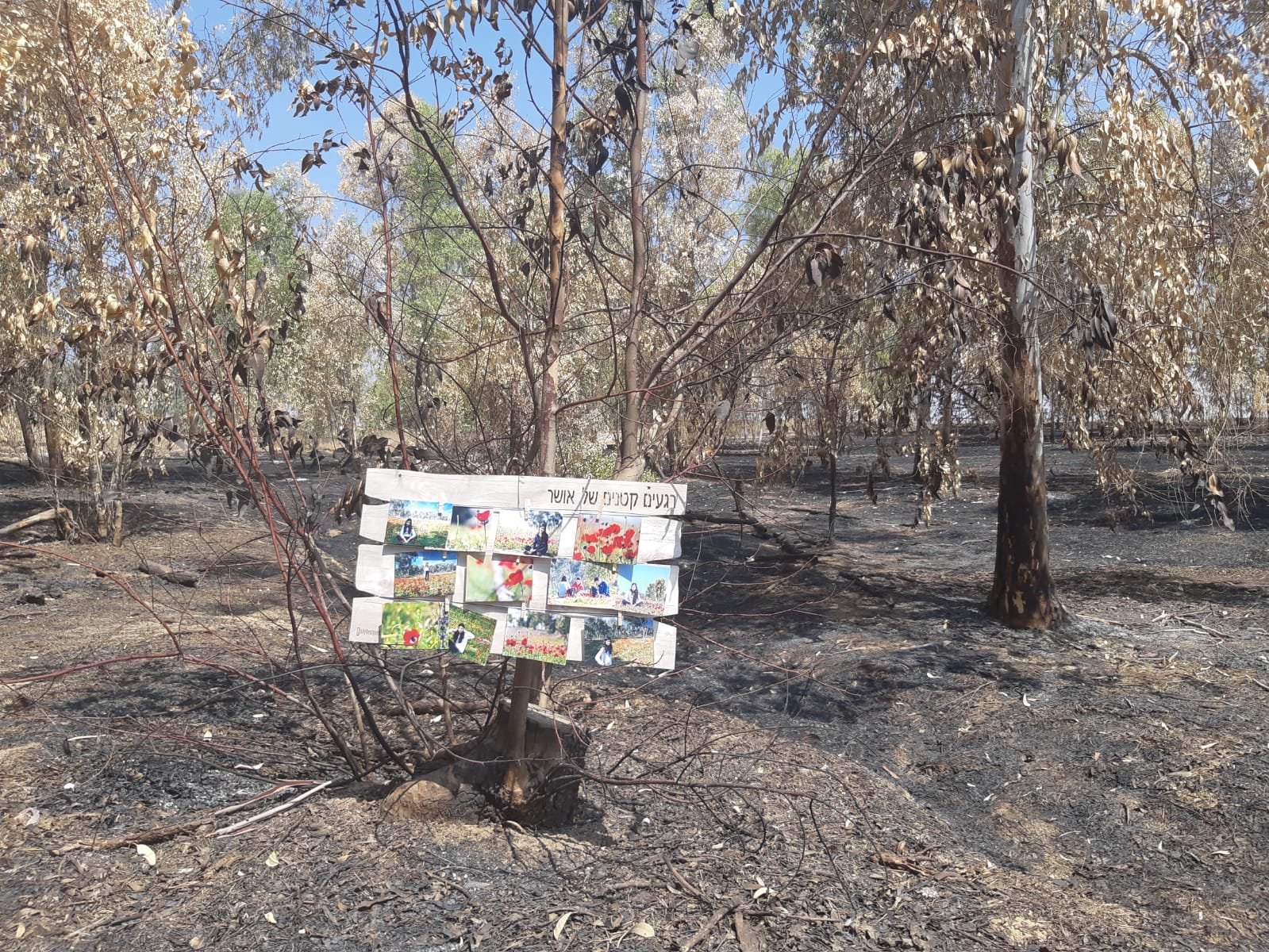 יוסי מויאל צילום מיער שוקדה