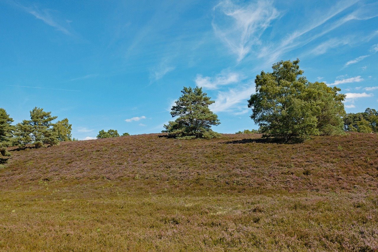 צילום : pixabay