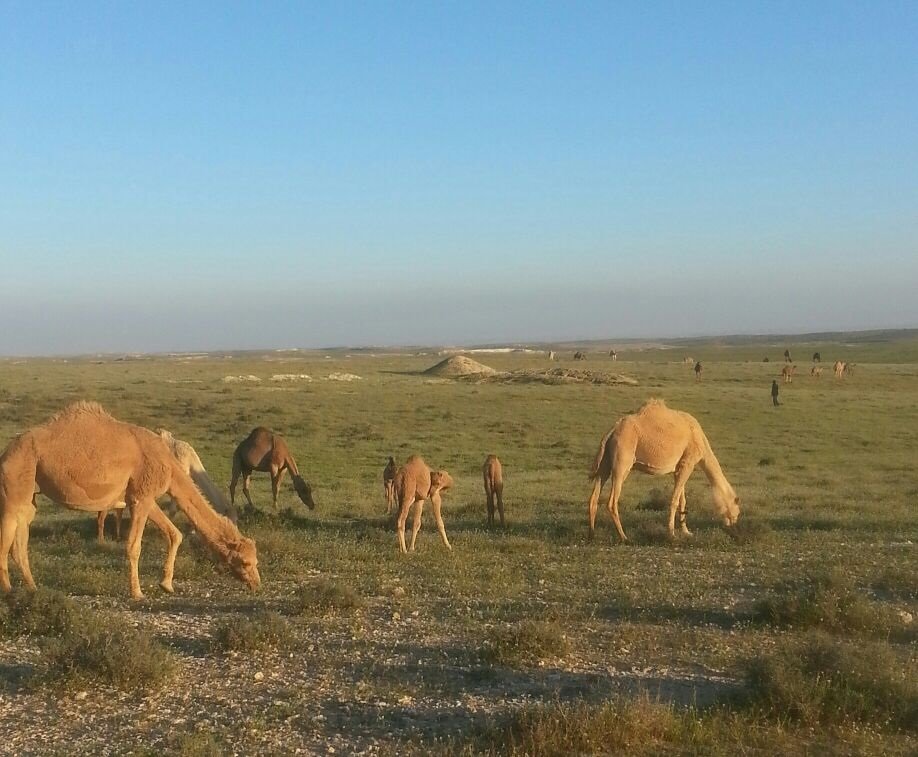 גמלים - צילום איה דבורין