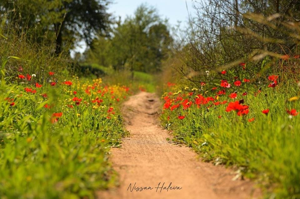 כלניות -צילום ניסן חלבה