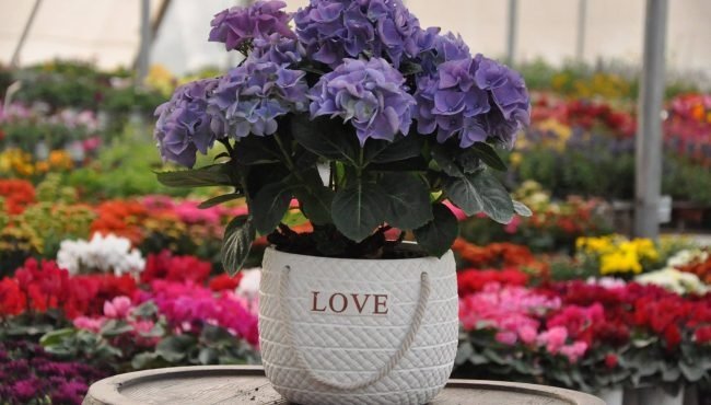 בתים פתוחים