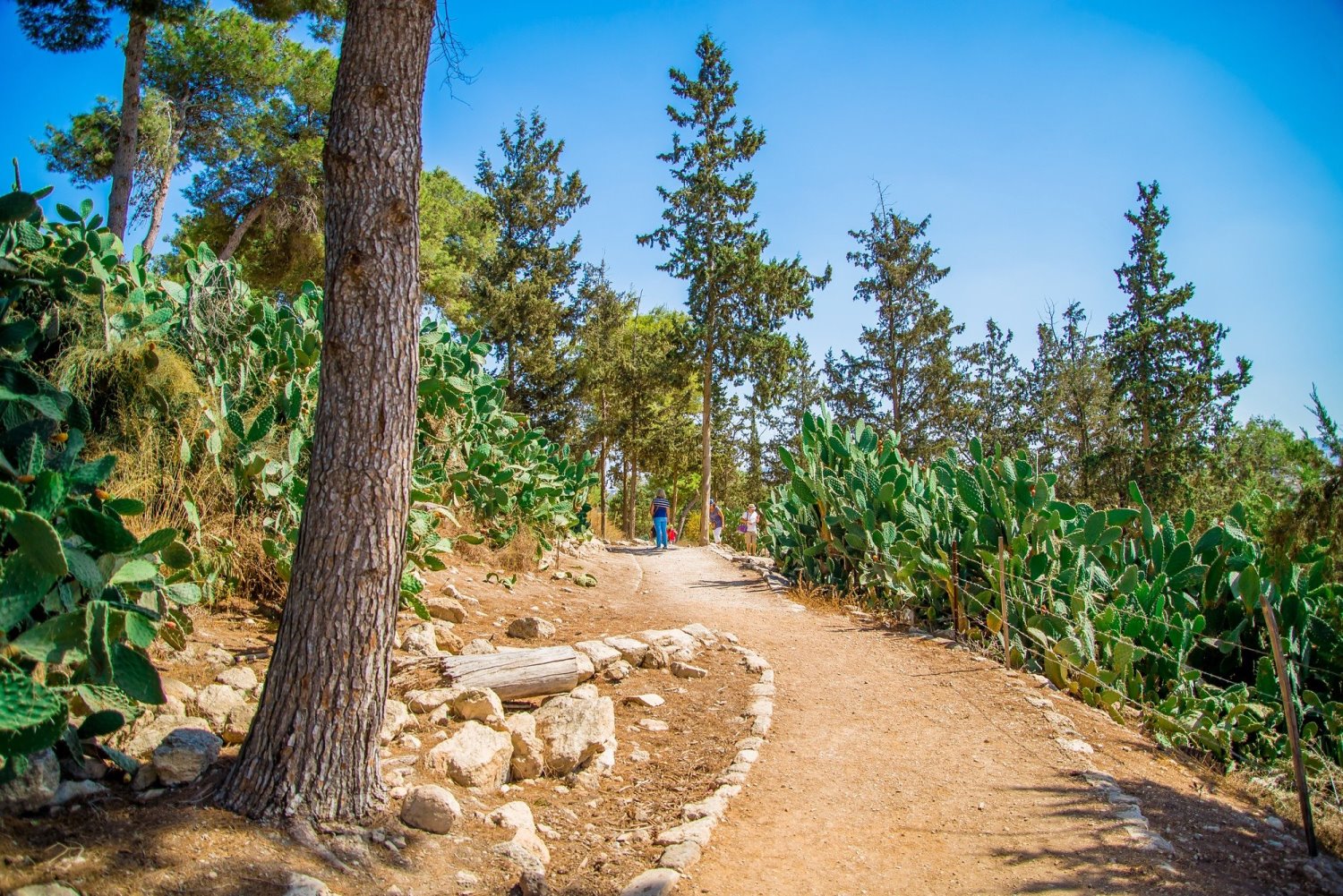 ציפורי- מנו גרישפן