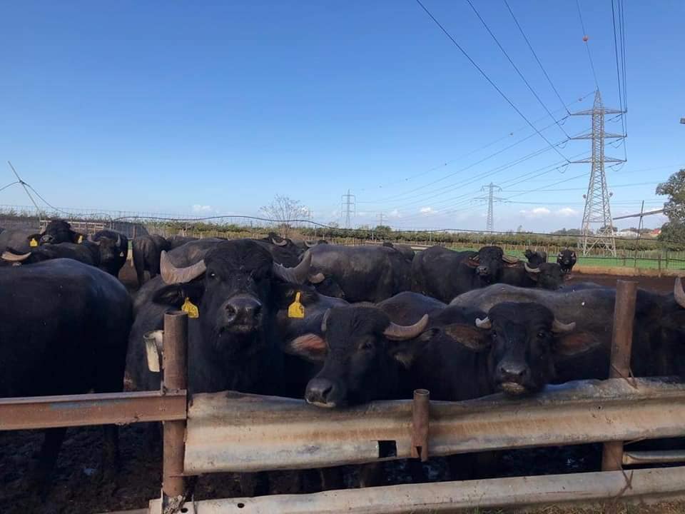 חוות הבופאלו