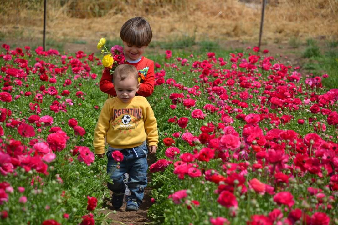קטיף נוריות באר טוביה -אלדה נתנאל