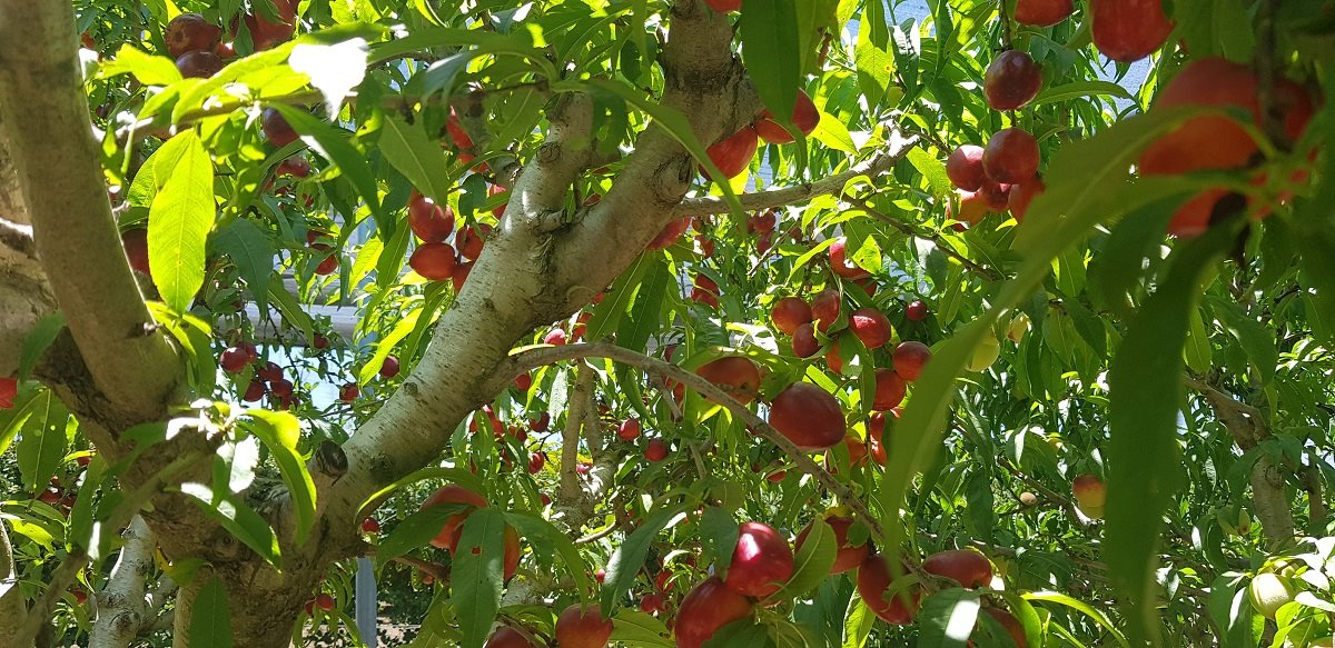 קטיף -אלדה נתנאל