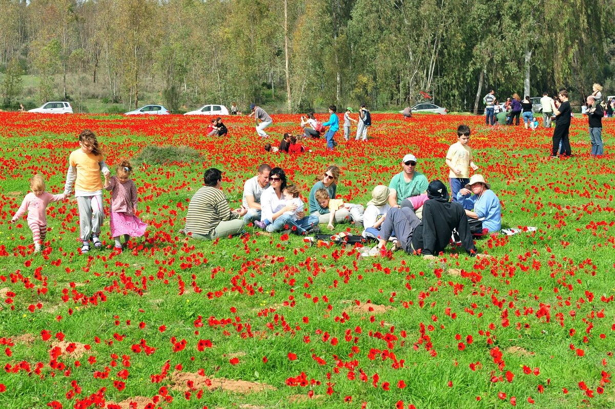 depositephoto כלניות