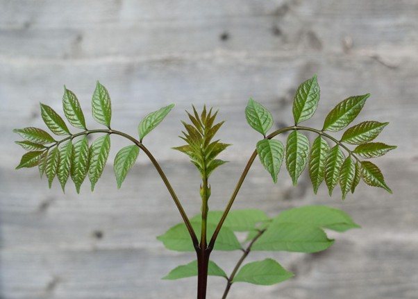 קרדיט תמונה FREEPIK