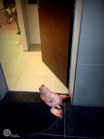 צילום: אדי ישראל