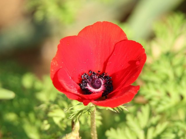 Pixabay