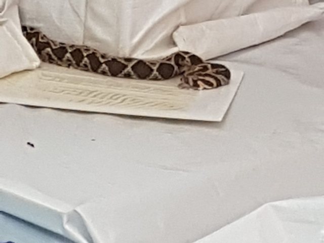 אשקלונט