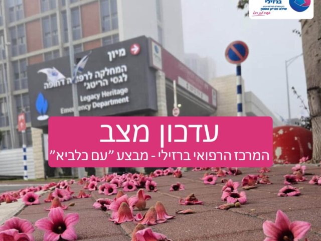 דוברות ברזילי