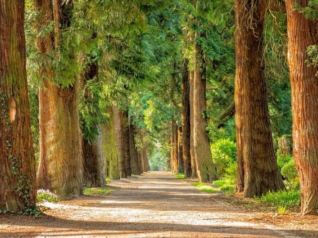  קרדיט ל-pixabay 