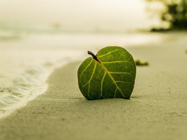 קרדיט: PIXABAY