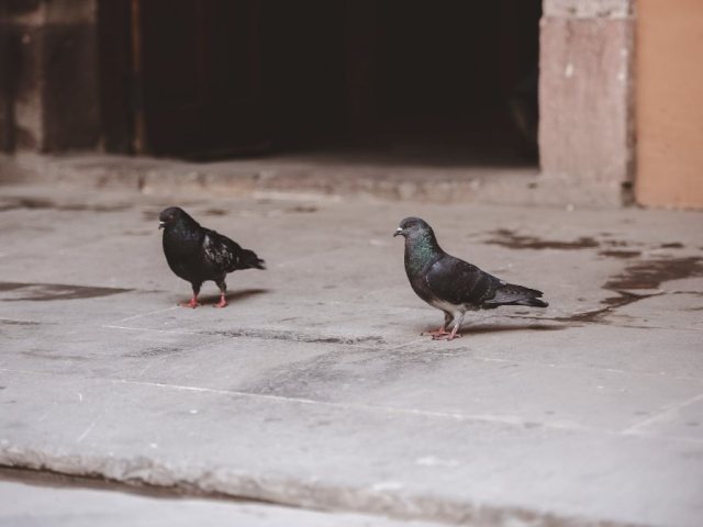 קרדיט לתמונות FREEPIK