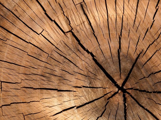 צילום : pixabay