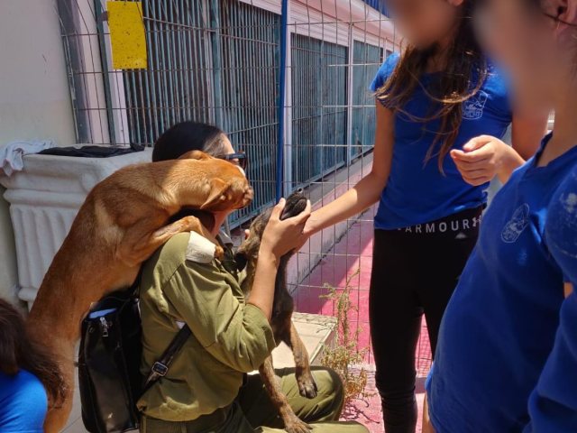 דובר צה״ל